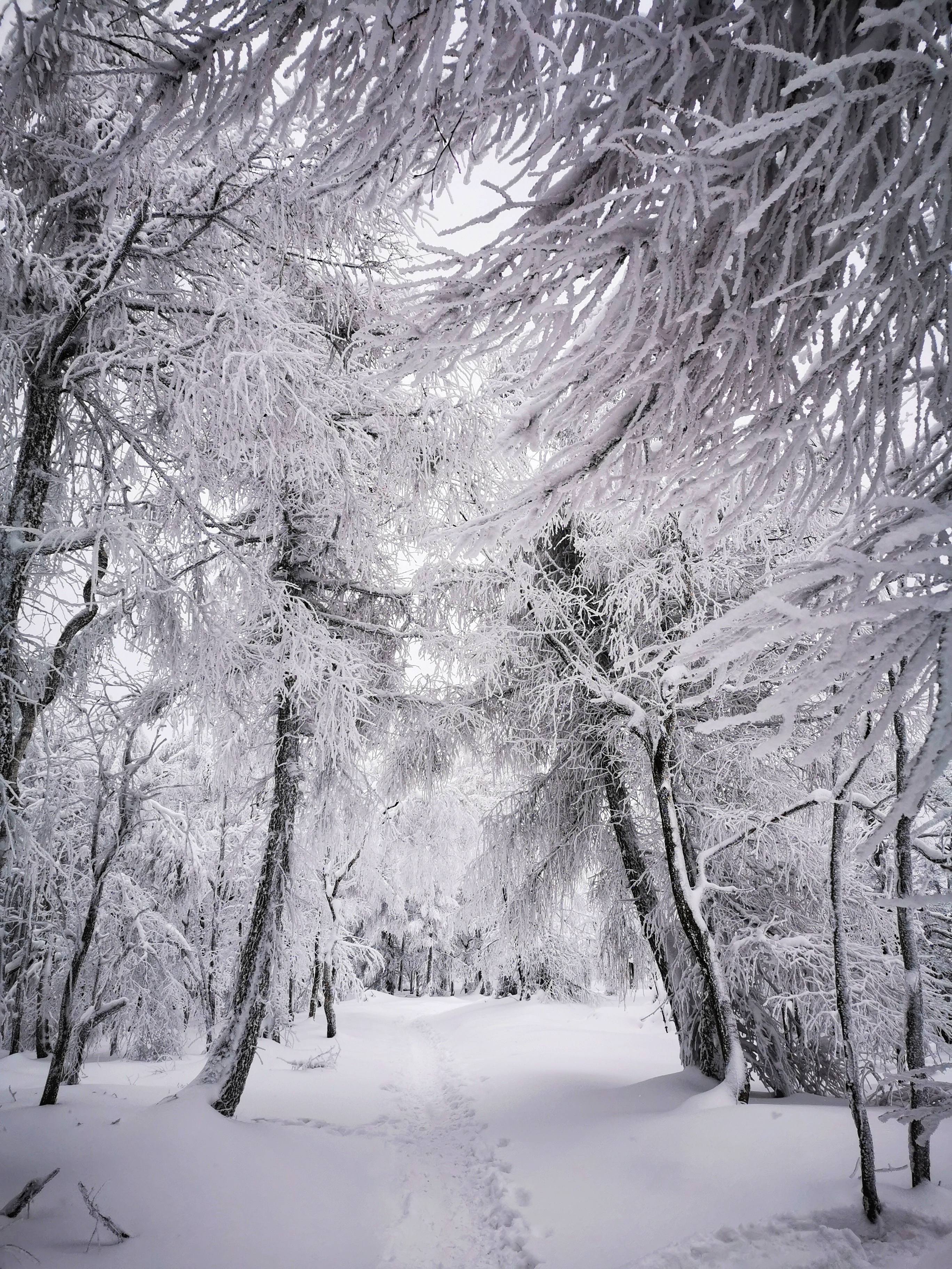 Děčínský Sněžník, Czech Republic