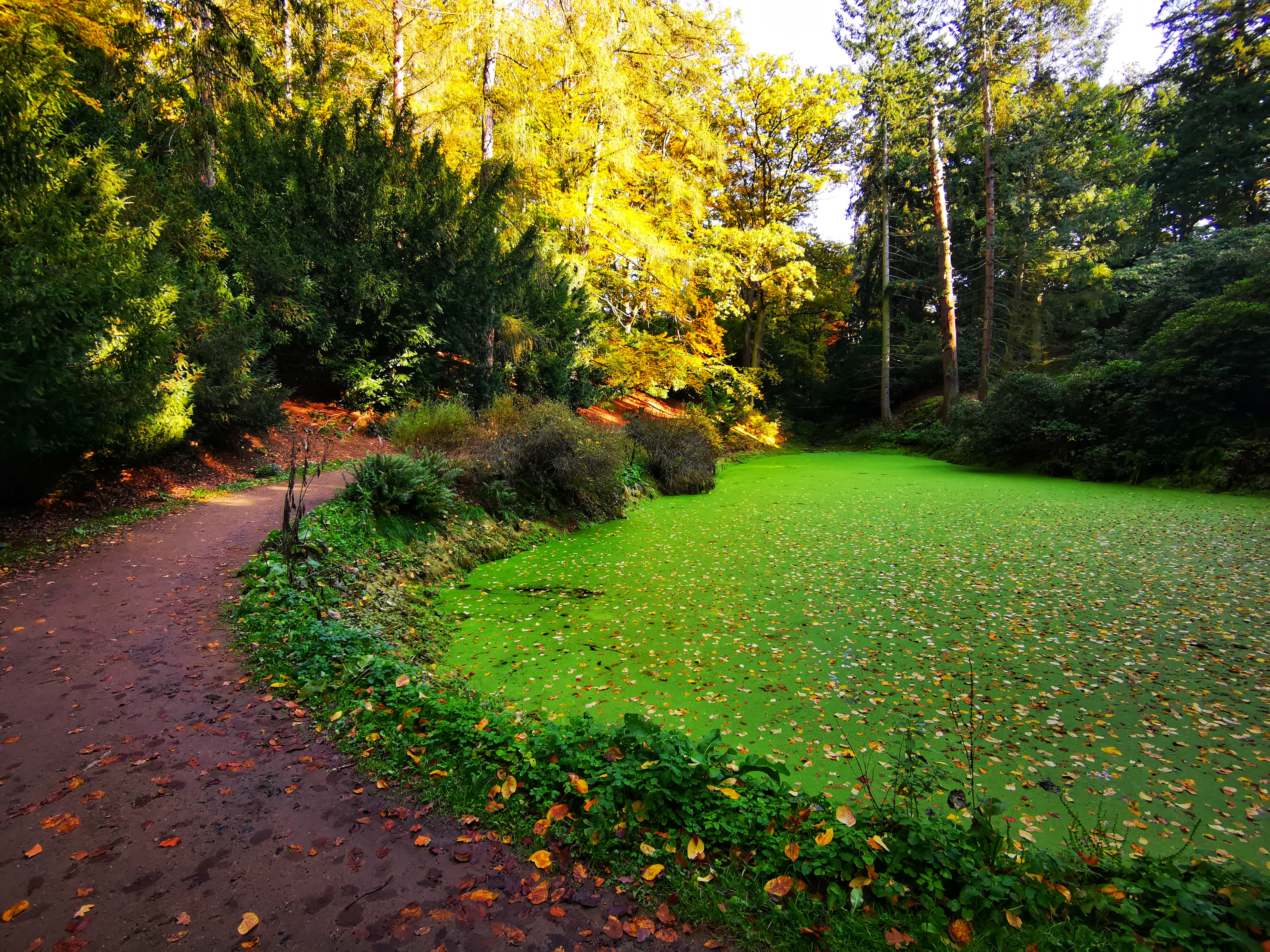 Apart from its artistic and historic significance, The Průhonice Park is also valuable from the dendrological point of view with its collection of about 1,600 species of local and exotic plants. The collection of rhododendrons is particularly unique. There are about 8,000 rhododendrons within 100 taxa and cultivars.