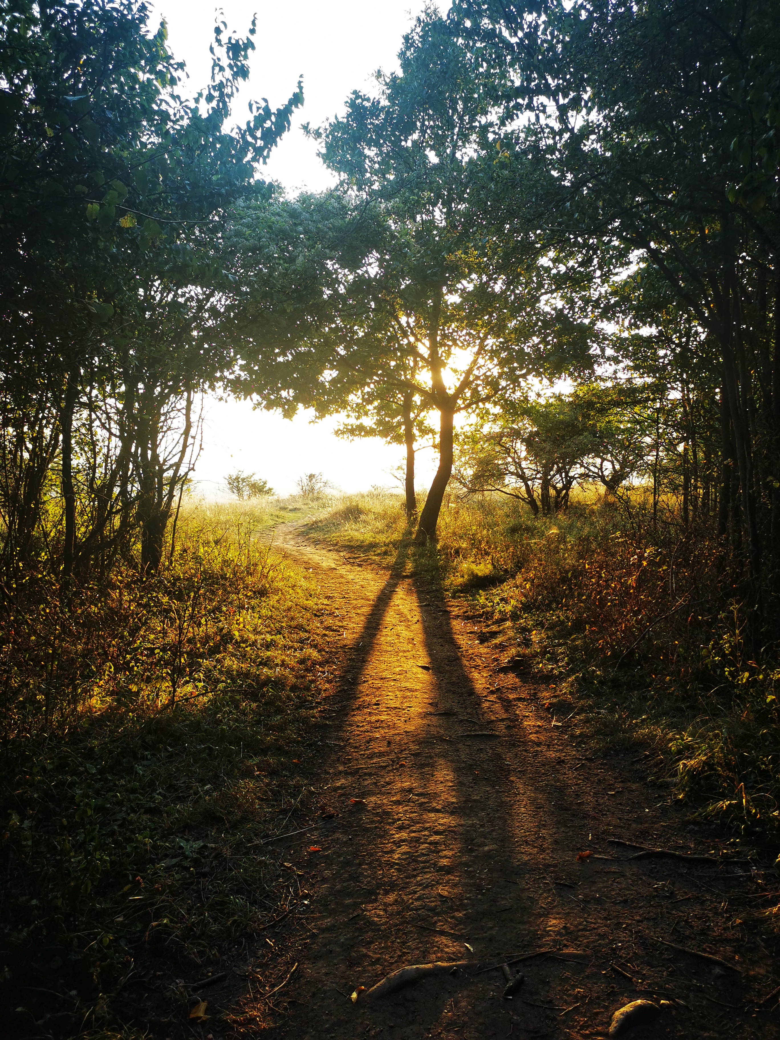 The forest will enchant you.