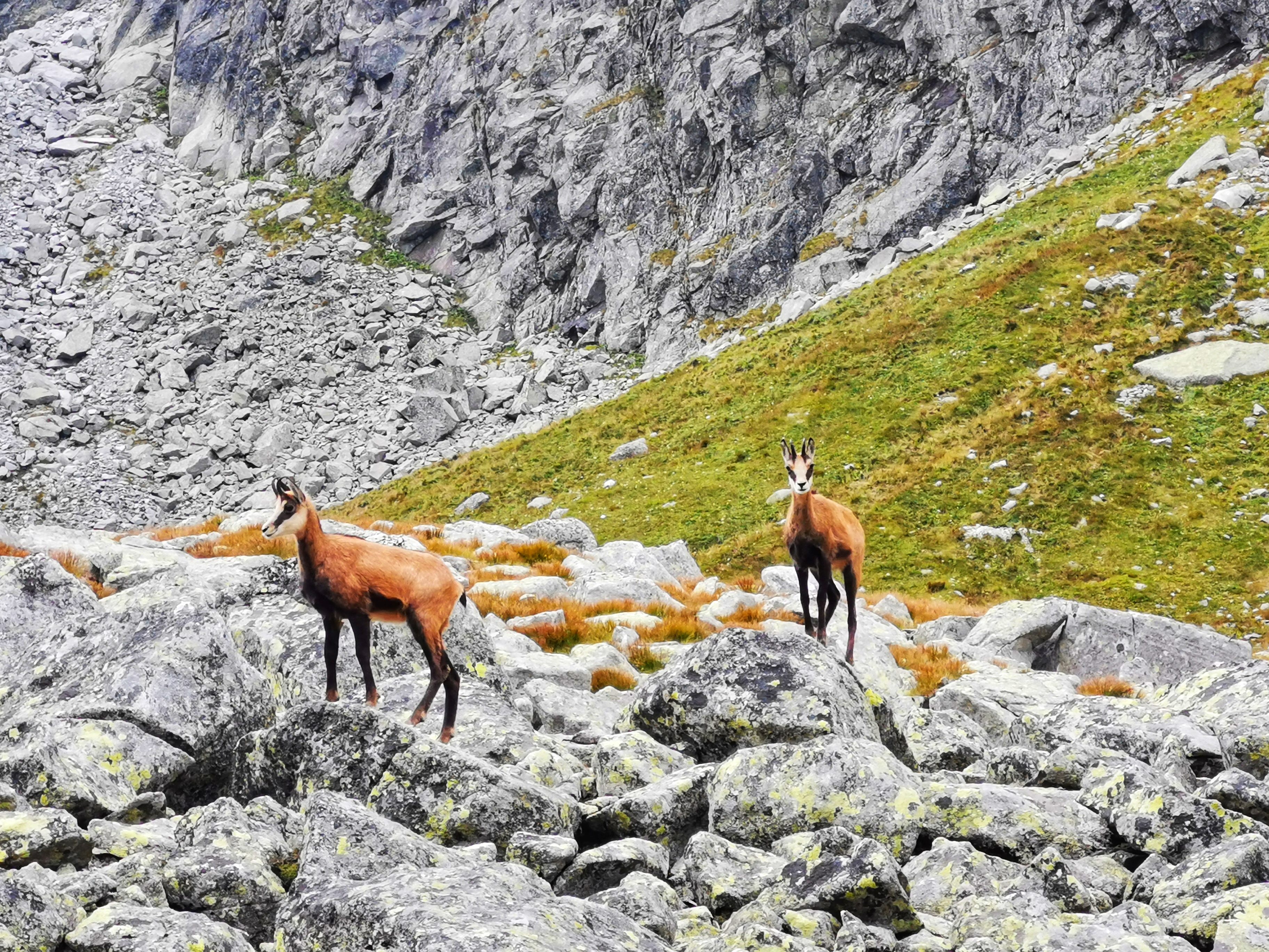 As of 2006, the Slovak Tatra National Park was home to 371 chamois, of which 72 were lambs, and the Polish Tatra National Park was home to 117 chamois, of which 27 were lambs. As of 2010, a population recovered to 841 chamois, of which 74 were lambs, 699 (57 lambs) in Slovakia and 142 (17 lambs) in Poland, which is near the peak of 1964. The highest ever population was recorded in 2018, when 1,431 individuals were counted in Tatras.