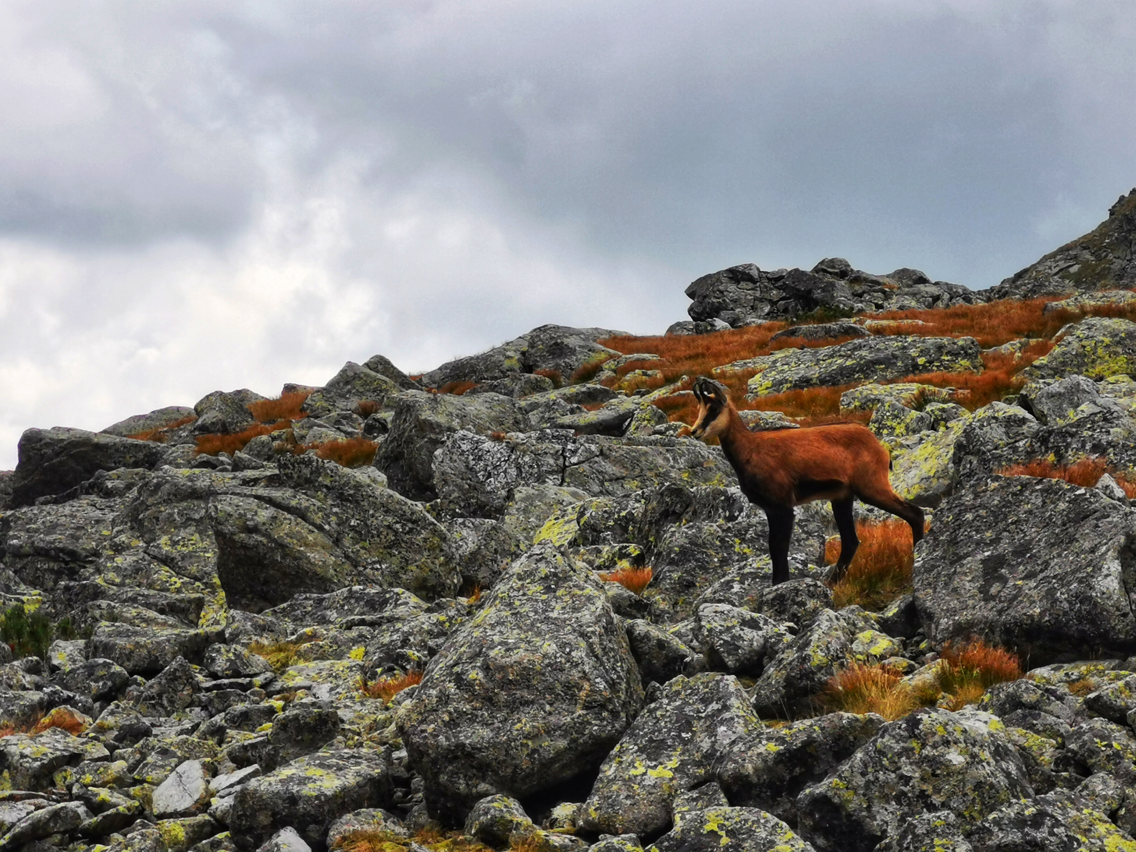 The Tatra chamois live only in the Tatra Mountains in Slovakia and Poland.