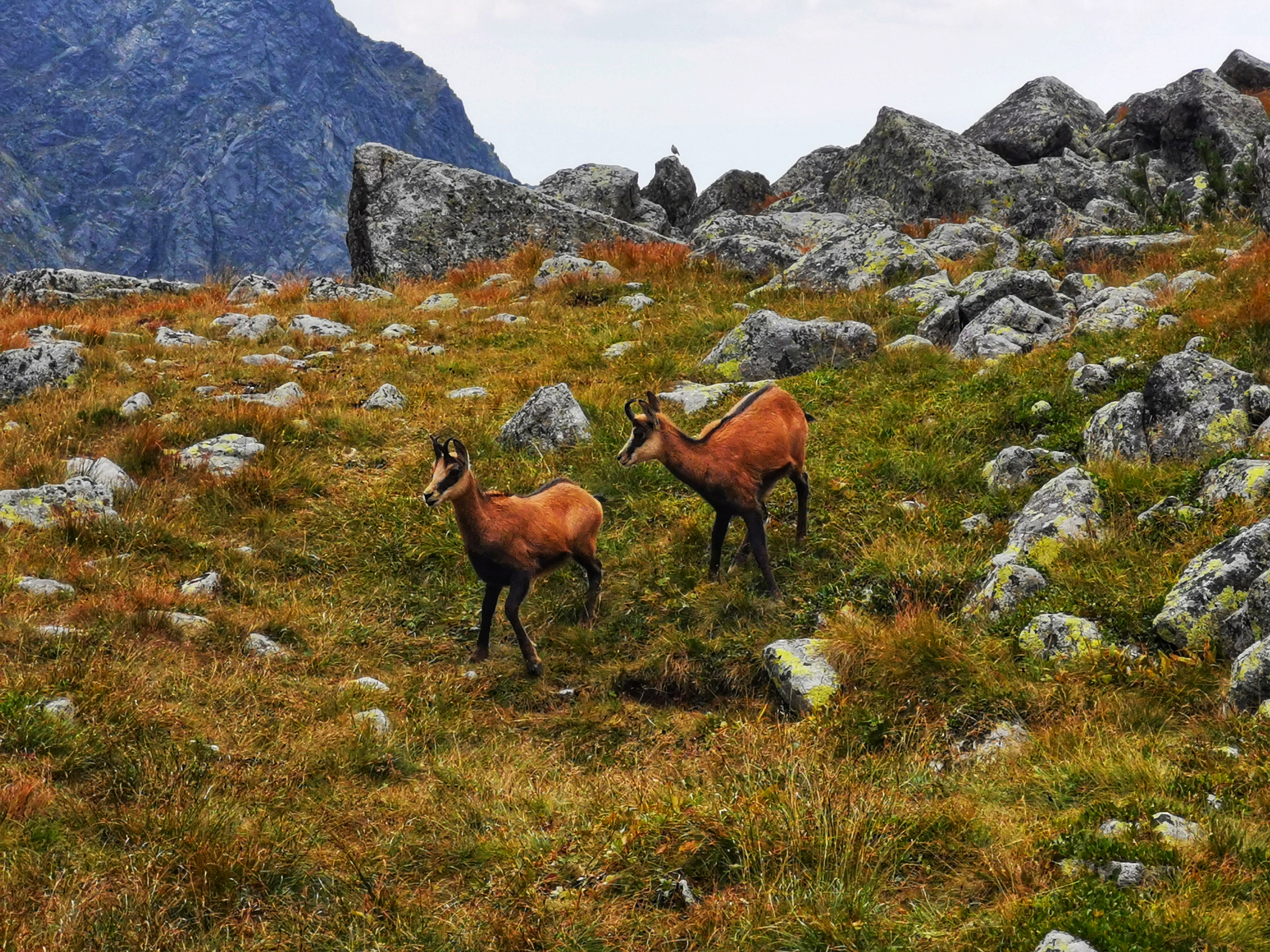 The Tatra chamois is a subspecies of the chamois of the genus Rupicapra.