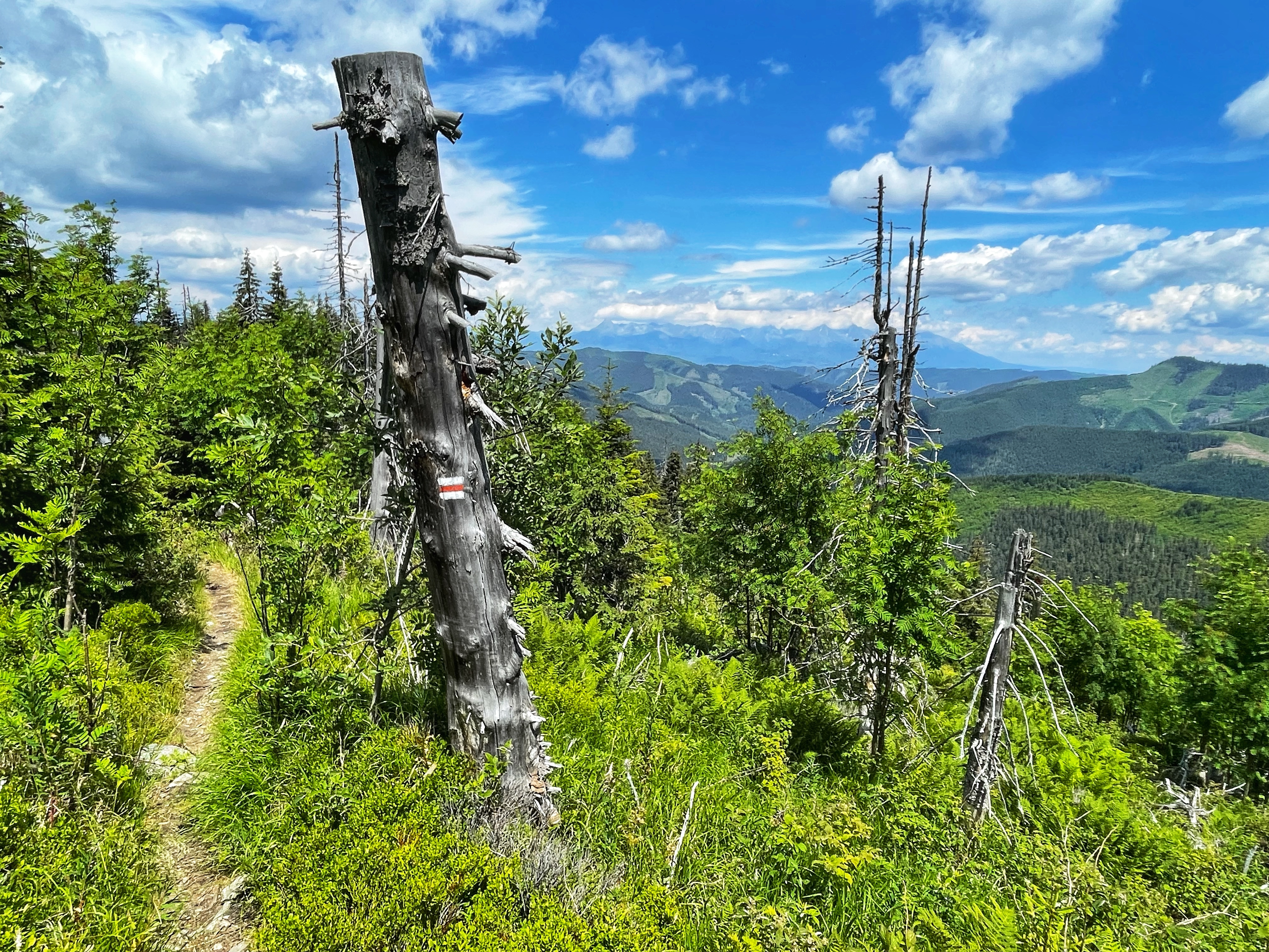 Do not forget: Always follow the red path!